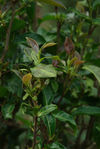 purple leaves on a tea Da Sai Hu