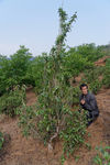 Wild Tea Garden Li Wen Quan