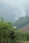 In a garden tea Bing Dao