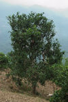 Gros arbre à thé à Bing Dao