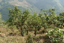 Garden with former Bing Dao