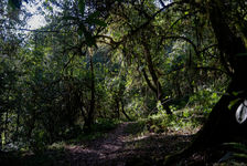 Foret de Da Xue Shan