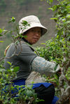 Picking old trees Bing Dao