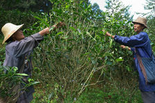 Picking Lao Tai Di Wang Bing