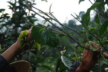 Picking Lao Tai Di Wang Bing