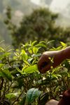 Jardin écologique Wang Bing