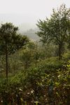 Wildlife Garden Wang Bing