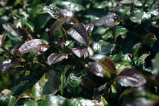 Feuille de théier violet sur un arbre à Yi Wu