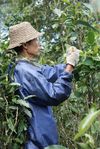 Collection of trees in Wang Bing