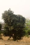 Exemple de très gros arbre à thé dans la région de Pu Er