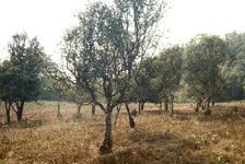 Jardin d'arbres anciens dans la région de Pu Er