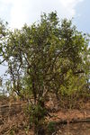 Big isolated tea tree