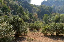 Arbres anciens à Yi Wu