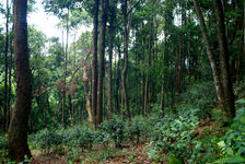 Parcelle écologique Wang Bing dans la foret