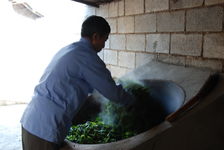 Leaf Processing in Wang Bing