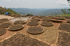 Maocha séchant au soleil à Phongsaly