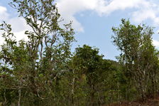 Vieux arbres à Phongsaly