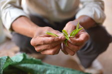 Feuille fraiche de Phongsaly