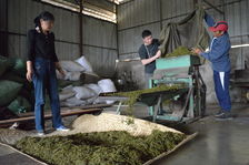 Travail industriel des feuilles dans une usine de Phongsaly