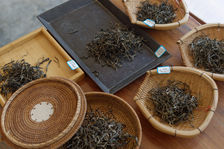 maocha Samples of different gardens Wu Yi