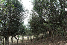 Vieux arbres à Nanmei