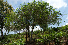 Vieil arbre à Bulang Shan