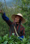 Picking leaves Bulang Shan