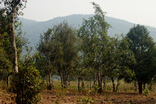 Vieux arbres à Pu Er