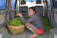 Achat de feuilles fraiches à peine récoltées à Phongsaly