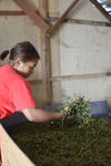 Leaf Processing in a workshop