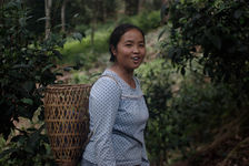 Picking tea plants in YiWu