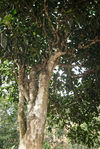 Grand arbre à Yi Wu