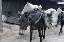 Transport tea on the tea route