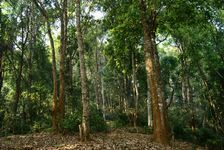 Jardin à thé dans la forêt