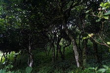 Jardin à thé ancien