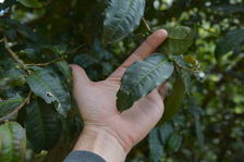 Tea Tree with large leaves in Yunnan