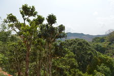 large leaves Tea Tree Laos