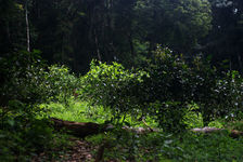 Tea Garden in an agricultural forest