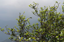 Old tea plants