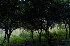 Théiers dans un environnement naturel