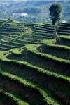 Tea Garden in terrace cultivation