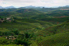 Tea Garden in terrace cultivation