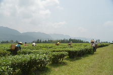 Tea Garden in terrace cultivation