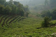 Tea Garden in terrace cultivation