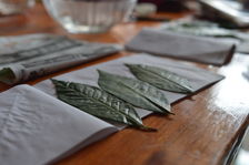 Feuilles de Camellia Sinensis Assamica dans le Yunnan