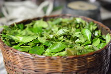 Feuilles de thé puerh <span class='translation'>(Pu Er tea)</span> fraîchement récoltées