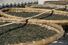 Puerh green after drying