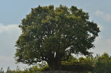 Tea Tree domesticated 3,200 years