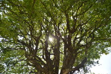 Tea Tree domesticated 3,200 years