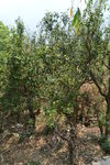 Jardin anciens à Lincang, Yunnan